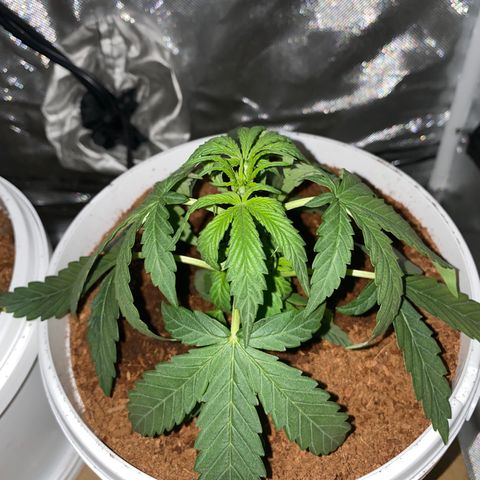 Blueberry Auto growlog timeline photo