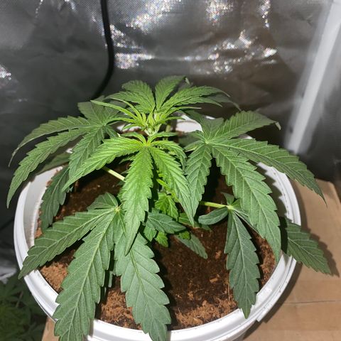 Blueberry Auto growlog timeline photo
