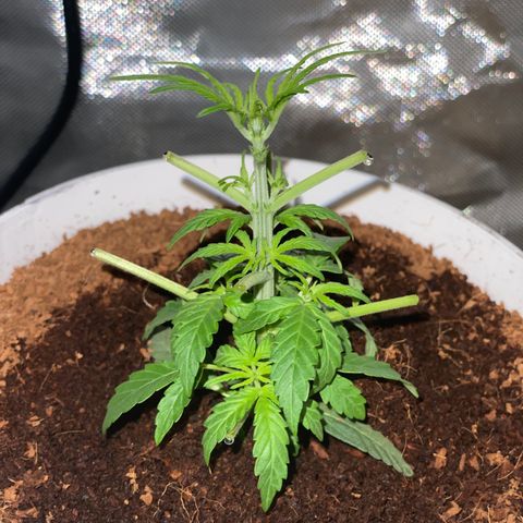 Blueberry Auto growlog timeline photo