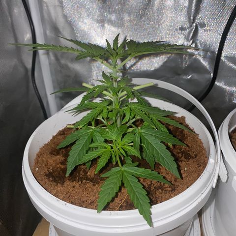 Blueberry Auto growlog timeline photo