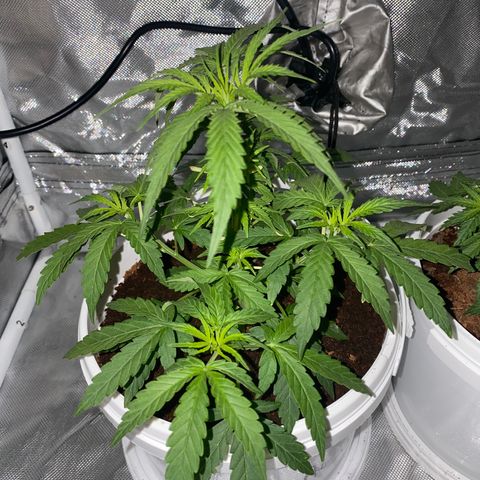 Blueberry Auto growlog timeline photo