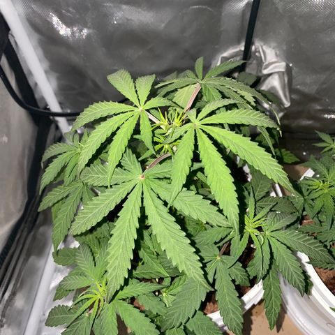 Blueberry Auto growlog timeline photo