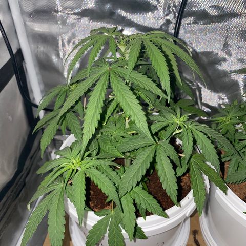 Blueberry Auto growlog timeline photo