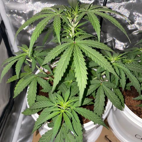 Blueberry Auto growlog timeline photo