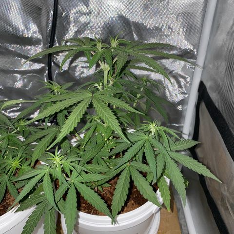 Blueberry Auto growlog timeline photo