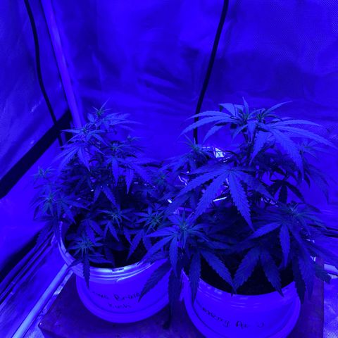 Blueberry Auto growlog timeline photo