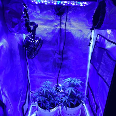 Blueberry Auto growlog timeline photo