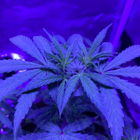 Blueberry Auto growlog timeline photo