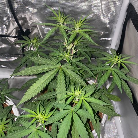 Blueberry Auto growlog timeline photo