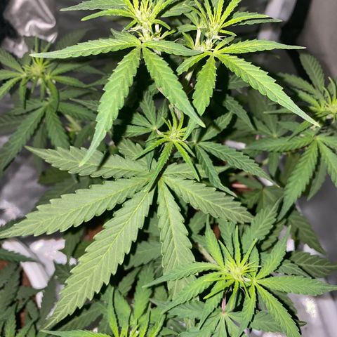 Blueberry Auto growlog timeline photo