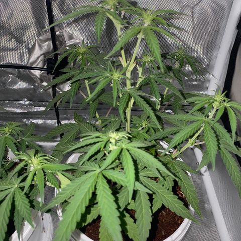 Blueberry Auto growlog timeline photo