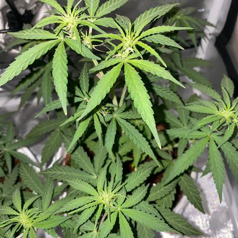 Blueberry Auto growlog timeline photo