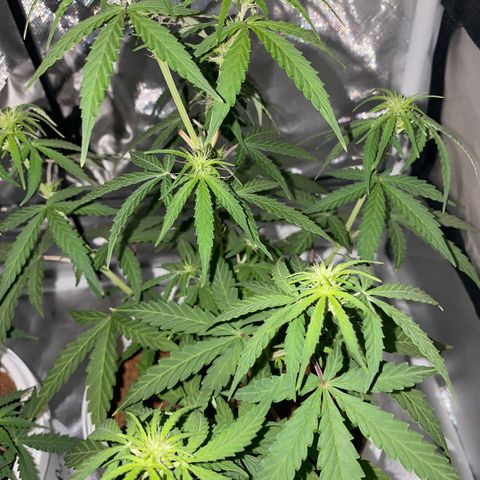 Blueberry Auto growlog timeline photo