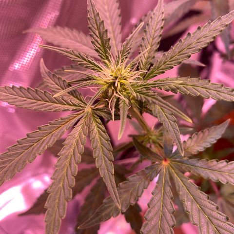 Blueberry Auto growlog timeline photo