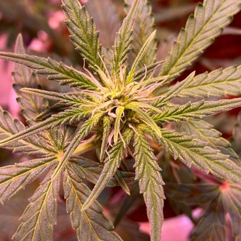 Blueberry Auto growlog timeline photo