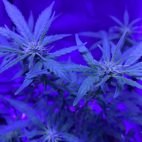 Blueberry Auto growlog timeline photo