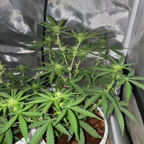 Blueberry Auto growlog timeline photo