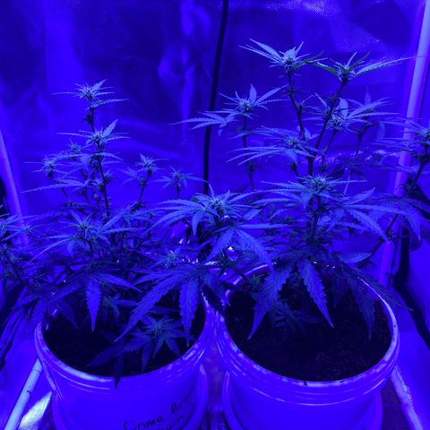 Blueberry Auto growlog timeline photo