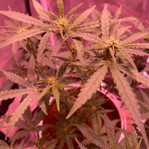 Blueberry Auto growlog timeline photo