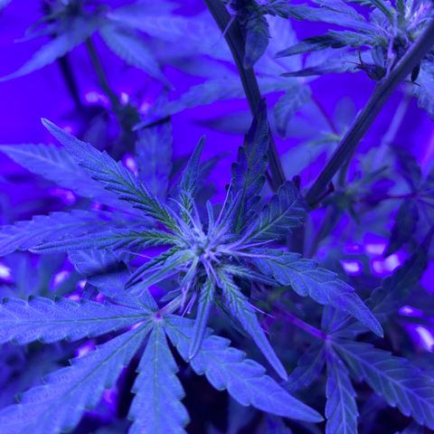 Blueberry Auto growlog timeline photo