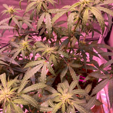 Blueberry Auto growlog timeline photo