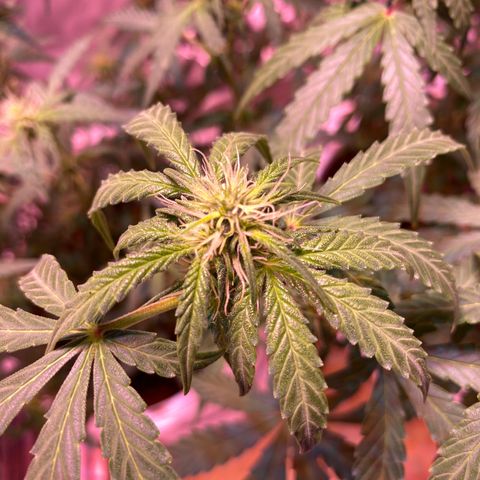 Blueberry Auto growlog timeline photo