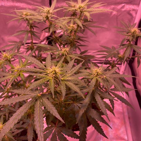 Blueberry Auto growlog timeline photo