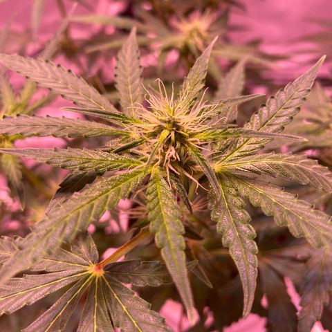 Blueberry Auto growlog timeline photo