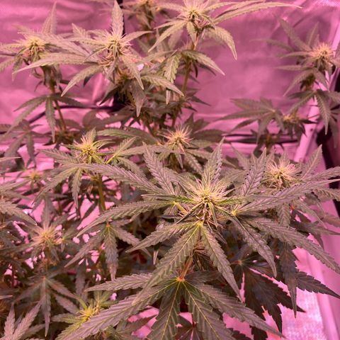 Blueberry Auto growlog timeline photo