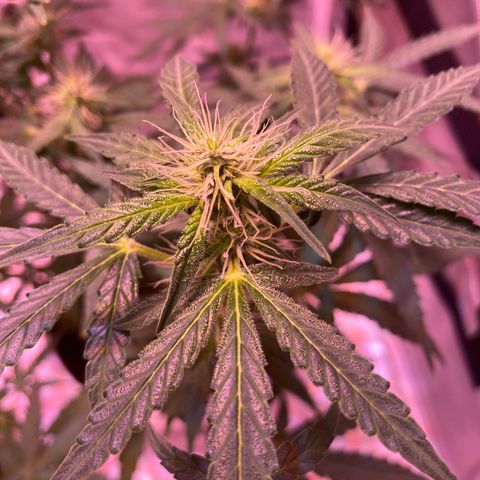 Blueberry Auto growlog timeline photo