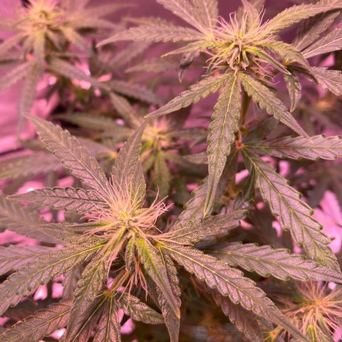 Blueberry Auto growlog timeline photo
