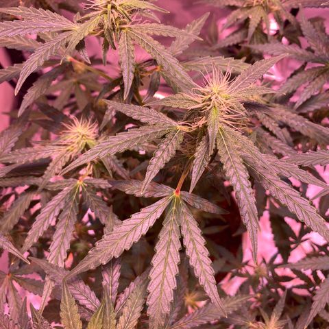 Blueberry Auto growlog timeline photo