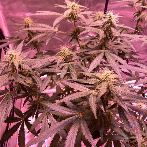 Blueberry Auto growlog timeline photo