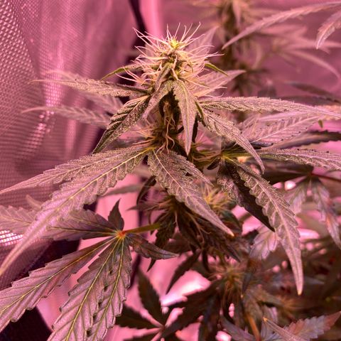Blueberry Auto growlog timeline photo