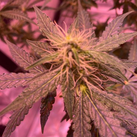 Blueberry Auto growlog timeline photo
