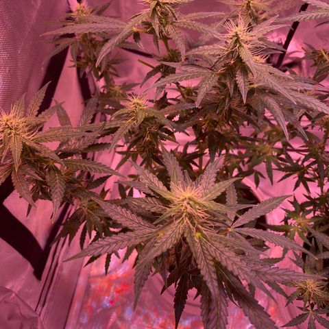 Blueberry Auto growlog timeline photo