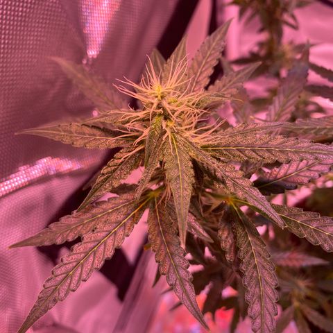 Blueberry Auto growlog timeline photo