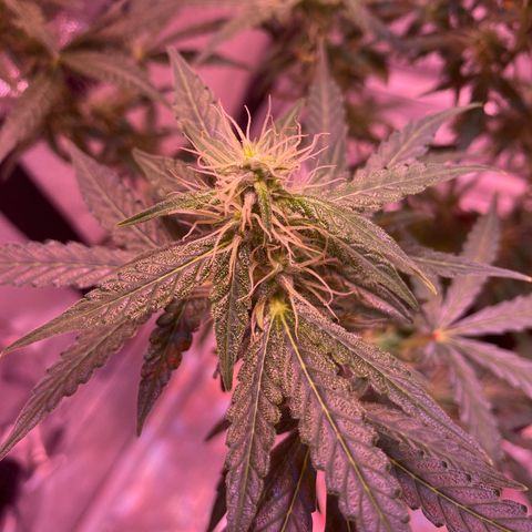 Blueberry Auto growlog timeline photo