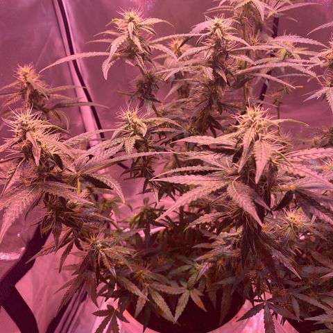 Blueberry Auto growlog timeline photo