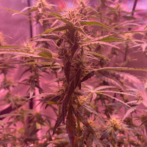 Blueberry Auto growlog timeline photo