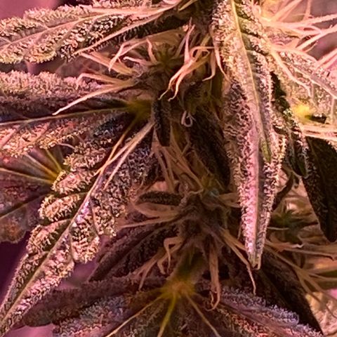 Blueberry Auto growlog timeline photo