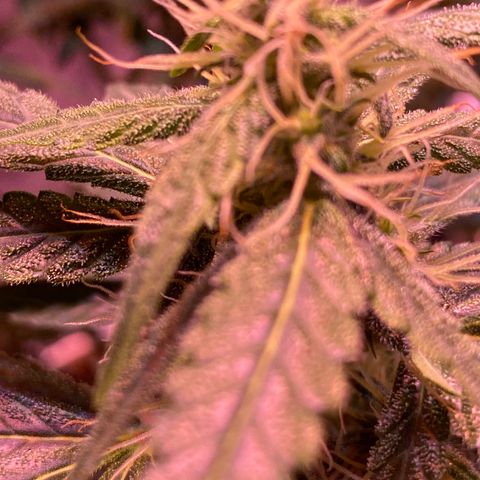 Blueberry Auto growlog timeline photo