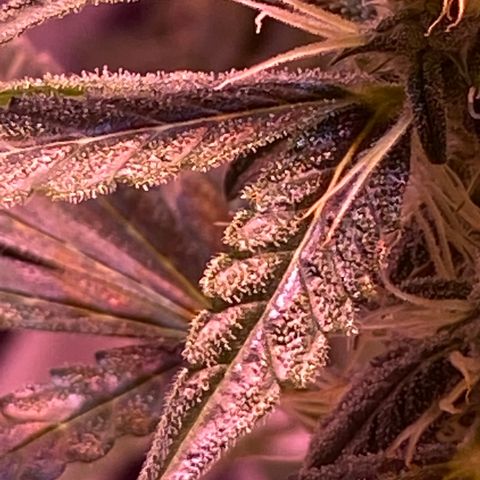 Blueberry Auto growlog timeline photo