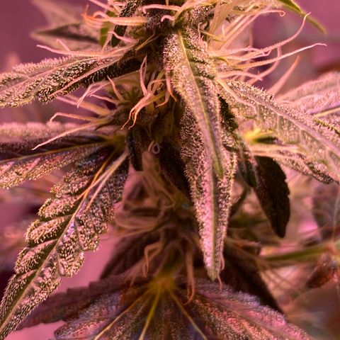 Blueberry Auto growlog timeline photo