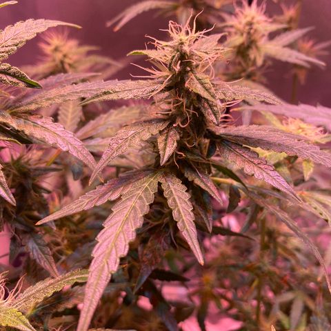 Blueberry Auto growlog timeline photo