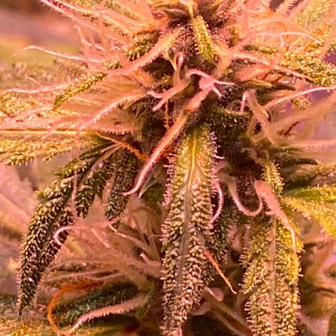 Blueberry Auto growlog timeline photo
