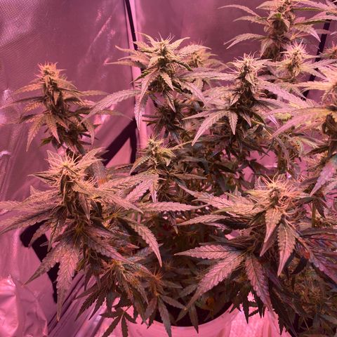 Blueberry Auto growlog timeline photo