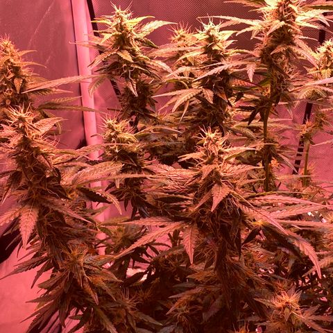 Blueberry Auto growlog timeline photo