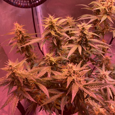 Blueberry Auto growlog timeline photo