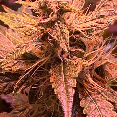 Blueberry Auto growlog timeline photo